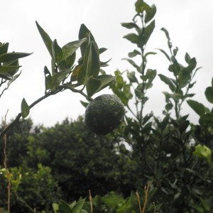 雨