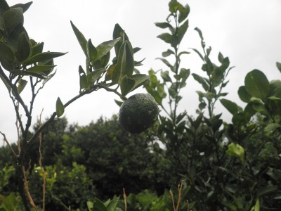 雨