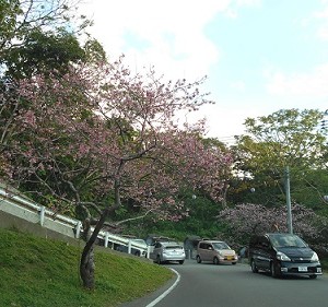 桜祭り①