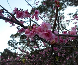 桜祭り④