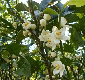 シークヮーサーの花の香り 沖縄アロエ スタッフブログ