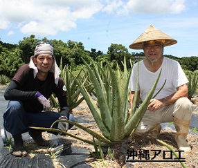 キダチアロエとアロエベラ 沖縄アロエ スタッフブログ