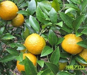 たんかん