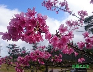 桜