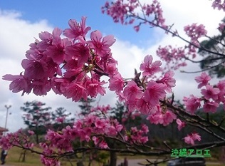 桜