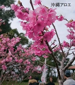 桜