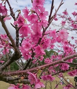 桜