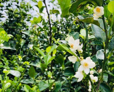 シークヮーサーの開花時期です 沖縄アロエ スタッフブログ