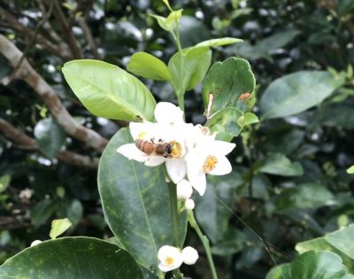 シークヮーサーの開花時期です 沖縄アロエ スタッフブログ