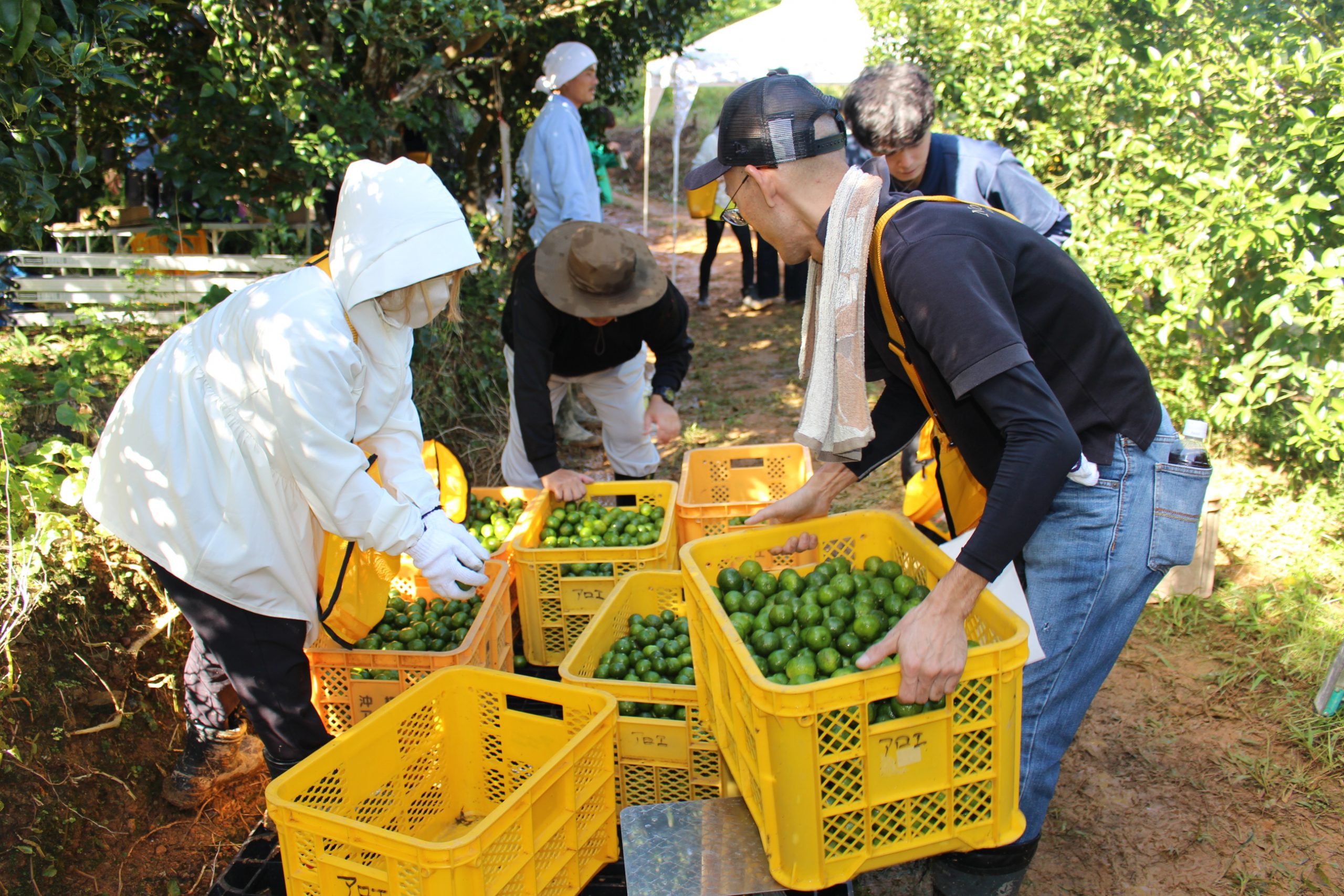 シークヮーサー収穫応援プロジェクト | 沖縄アロエ-スタッフブログ